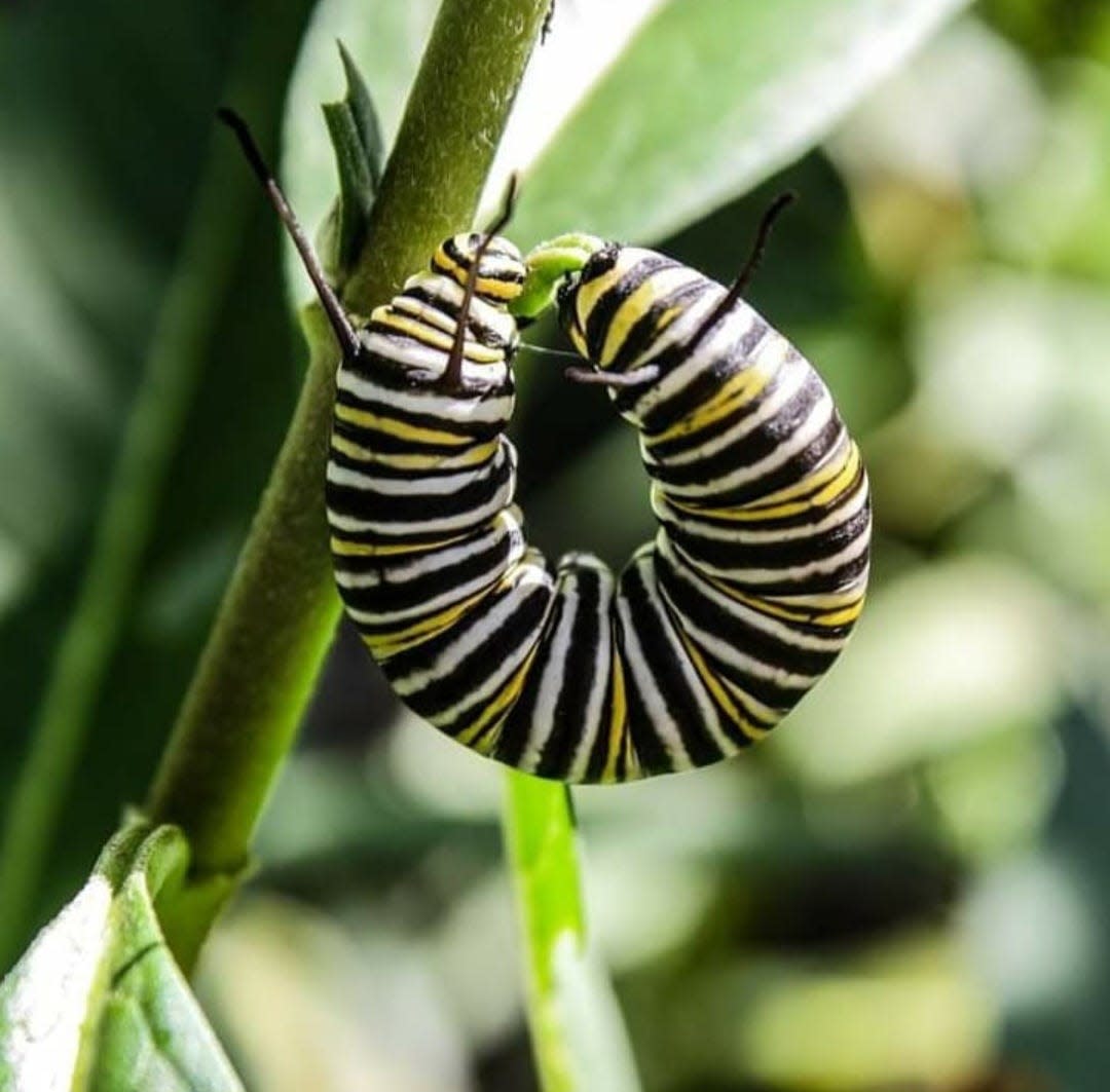 A monarch caterpillar eats a leaf on a milkweed plant.