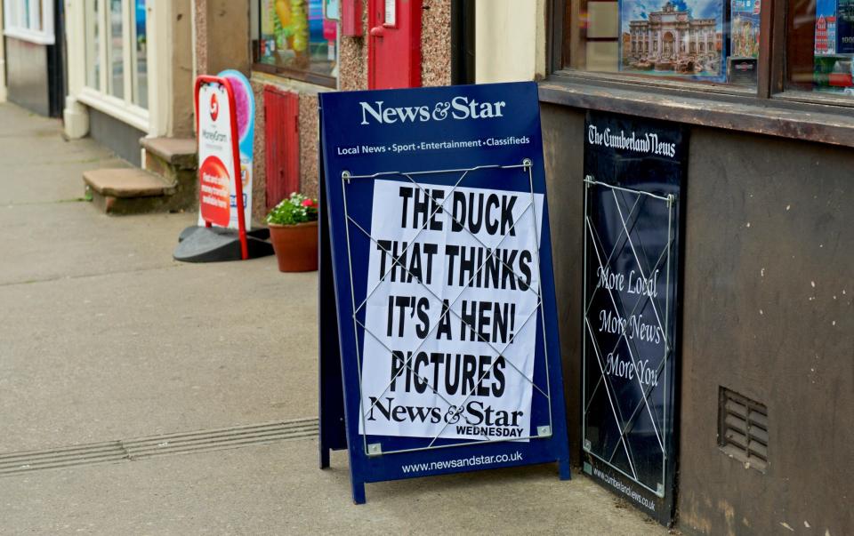 'The duck that thinks it's a hen': a news board for Roger Lytollis's former newspaper, the News & Star - Alamy