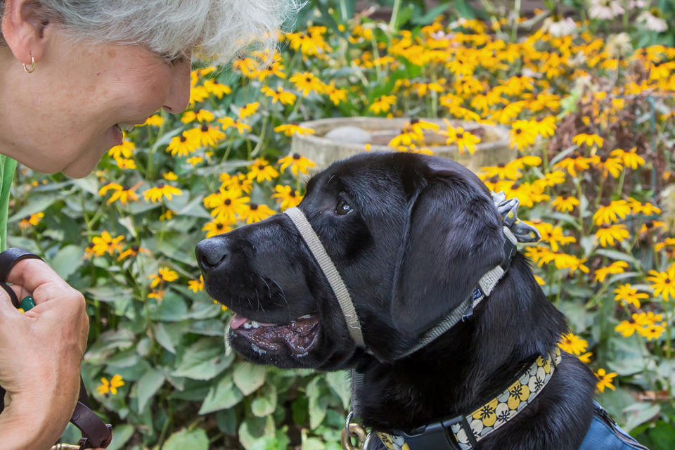 Do guide dogs know their owners are blind?