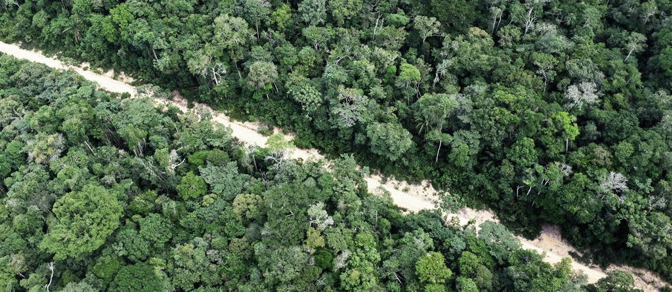 L'exploitation forestière dans la plus grande forêt tropicale du monde s'est étendue sur 13 235 km2 au cours de la période 2020-2021, la valeur la plus élevée depuis 2005-2006 (14 286 km2), selon les données du système de surveillance de la déforestation Prodes, de l'Institut national de recherche spatiale (INPE) du Brésil.
