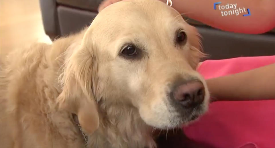 Assistance dog Ella was refused a lift in an Uber. Source: Today Tonight