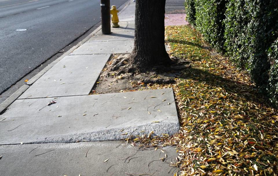 Uneven sidewalk on McHenry Avenue in Modesto, Calif., Tuesday, Nov. 21, 2023.