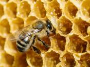 <p><strong>Honey Bee </strong></p><p>Vermont picked the two most popular bugs as their faves, the honey bee is the official state insect and the monarch is their state butterfly. <br></p>