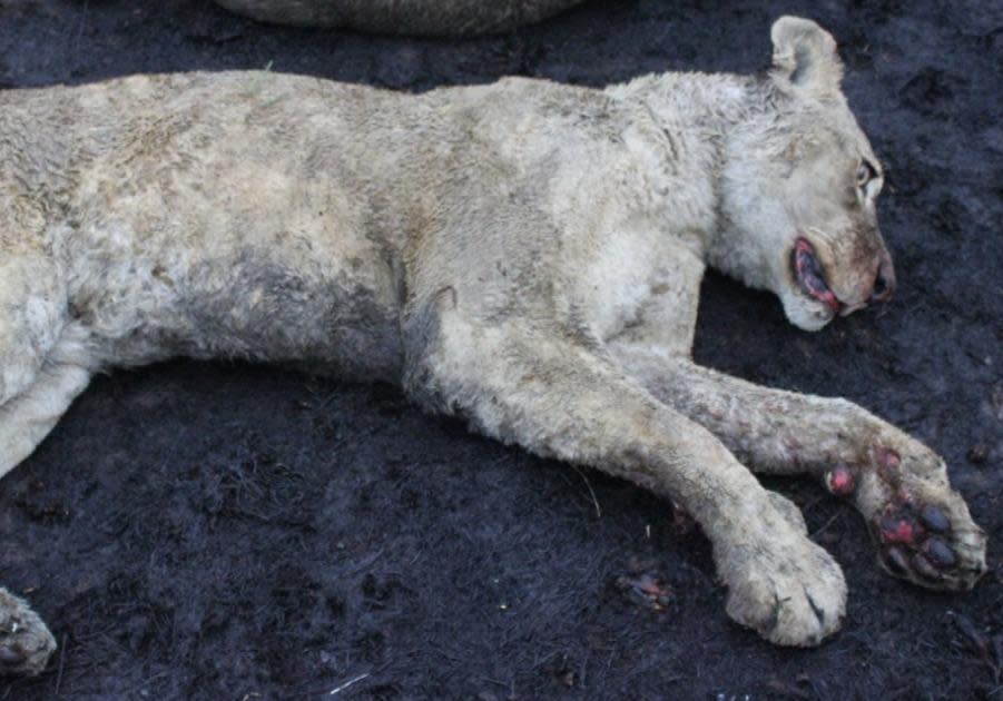 An injured lion is seen on a farm outside Bloemfontein, South Africa, in an image posted to Facebook by the Bloemfontein Society for the Prevention of Cruelty to Animals (SPCA). The group said it had to euthanize 30 captive-bred lions after fire swept through the compound and the owner failed to provide care for the animals. / Credit: Facebook/Bloemfontein SPCA
