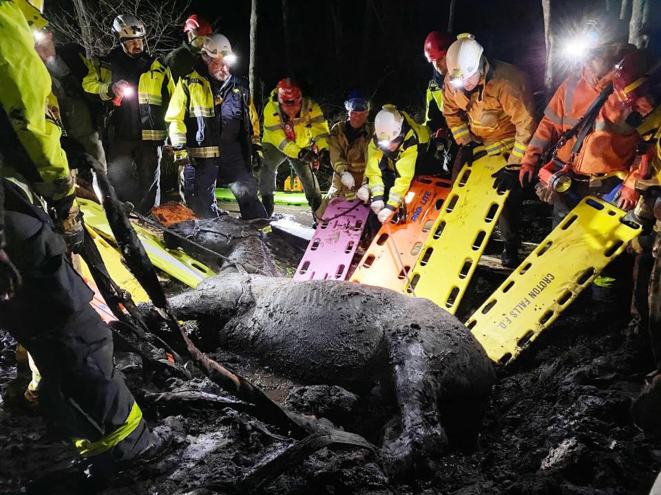 Neighbors and rescue workers use backboards to try and free a horse named Nico that was stuck in the mud in the woods off Hardscrabble Road in North Salem Jan. 17, 2023. Croton Falls firefighters summoned help from the Westchester and Putnam Technical Rescue Teams to assist in rescuing the horse.