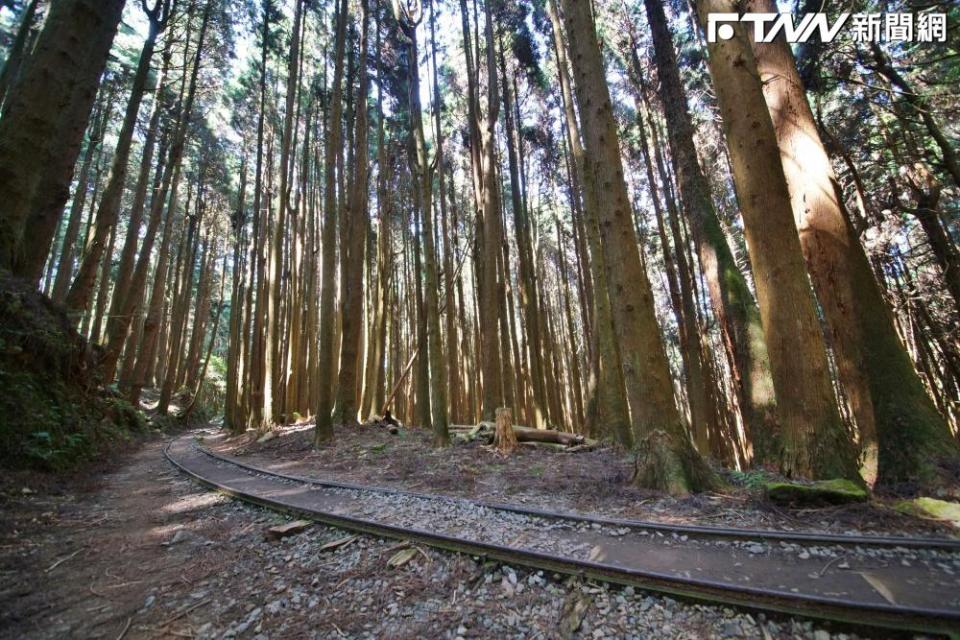 日治時代日本人為了採伐阿里山地區檜木，築成阿里山鐵路支線「水山線」，就是後來的特富野古道。（圖／記者盧逸峰攝影）