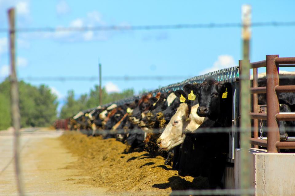 Cows feed close together at Coronado Farms owned by Riverview LLP.