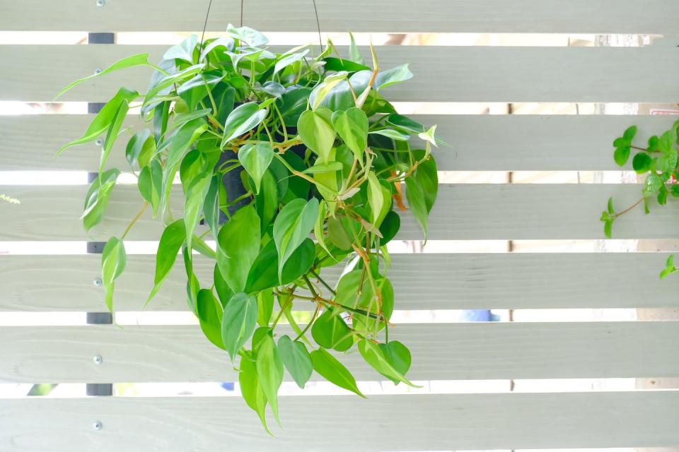 indoor hanging plants brasil philodendron