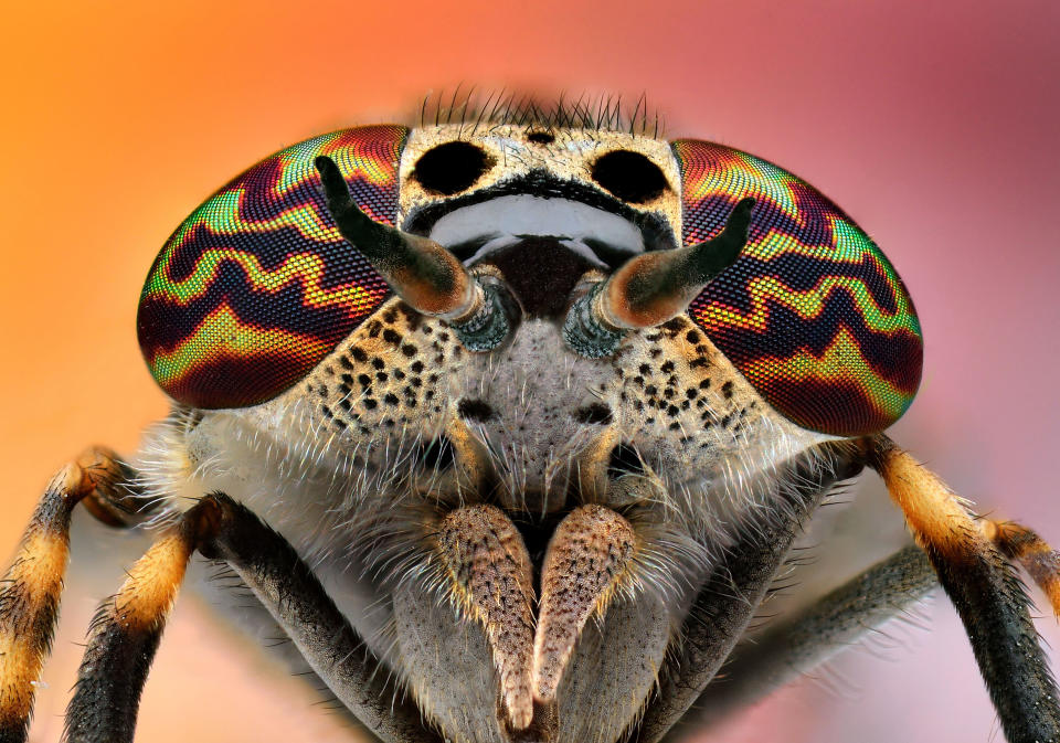 Hoverfly: Eristalinus aeneus (PIC BY IRENEUSZ IRASS WALEDZIK / CATERS NEWS)