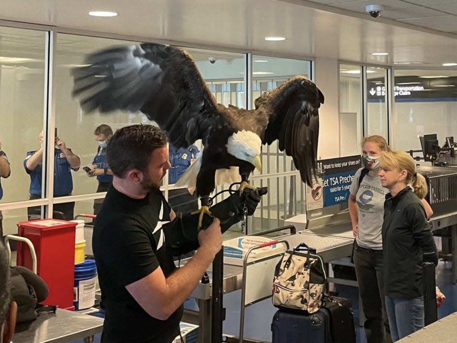 Clark the bald eagle at airport.