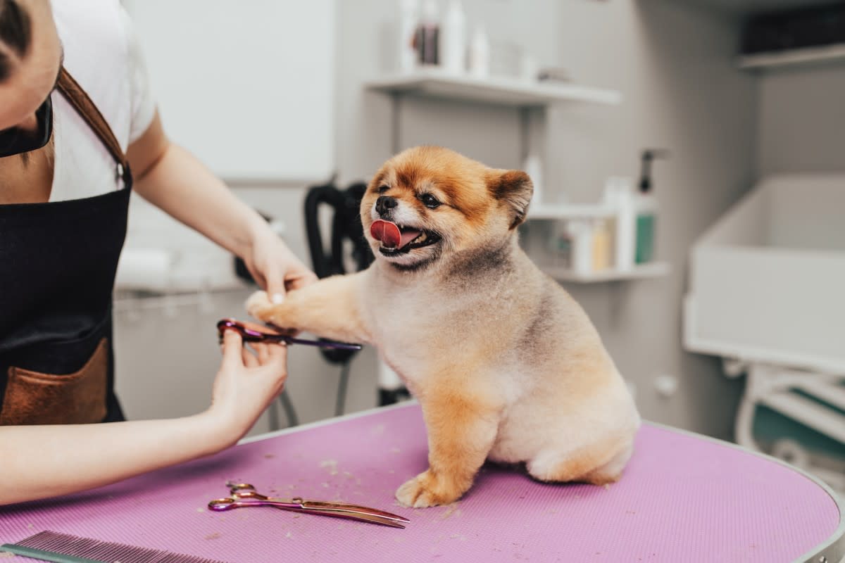 Here's what to look for in a dog groomer. <p>hedgehog94/Shutterstock</p>