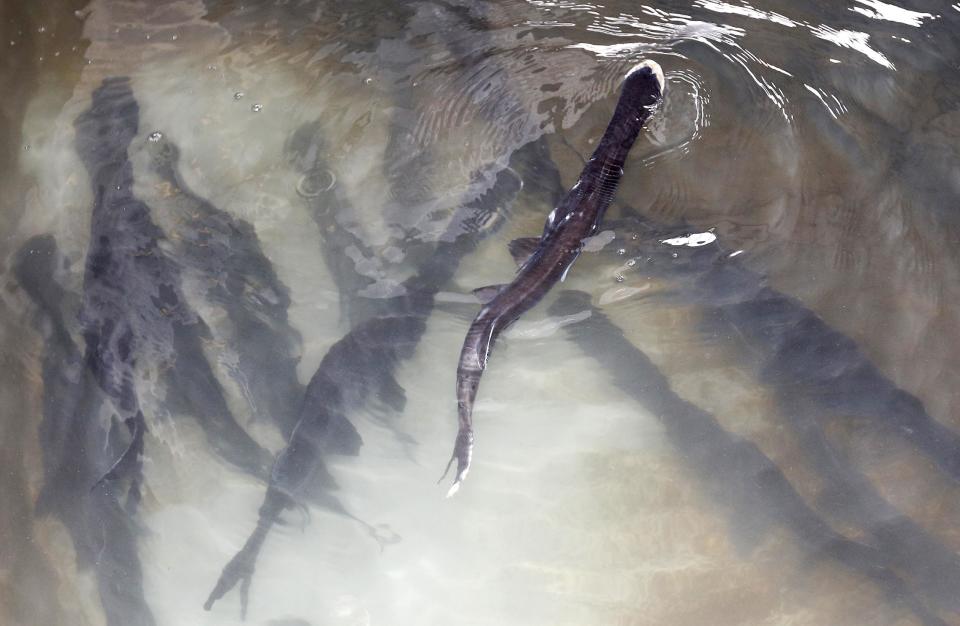 Paddlefish swim in a tank at the Tishomingo National Fish Hatchery in Tishomingo, Okla., Wednesday, Feb. 19, 2014. (AP Photo/Sue Ogrocki)