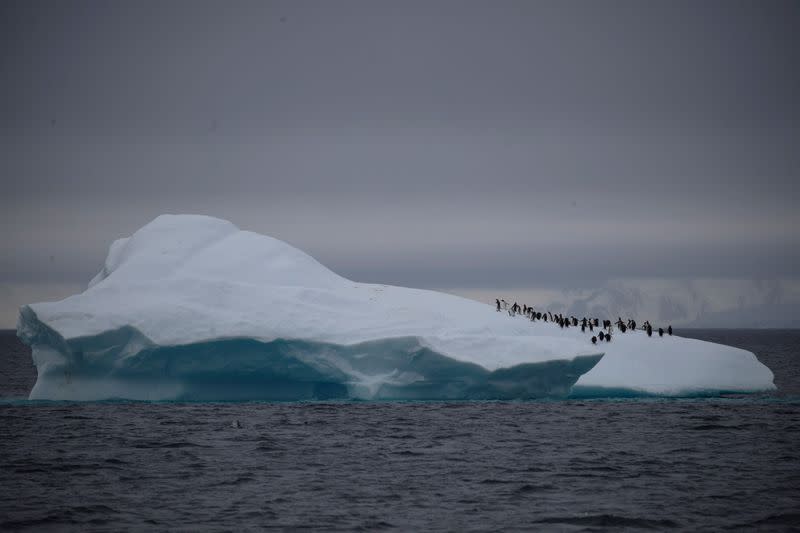 The Wider Image: On board the Antarctic expedition that reveals dramatic penguin decline