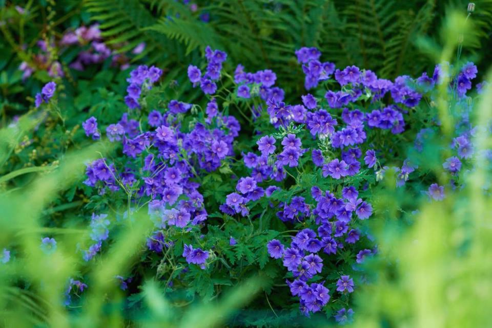 Perennial Geranium 'Johnson's Blue'