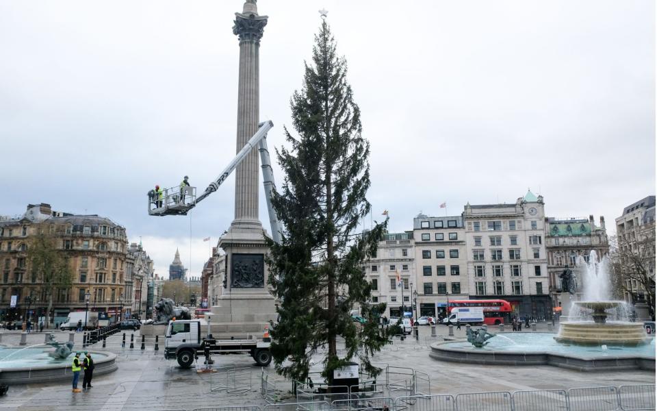 Workers decorating the Norwegian spruce