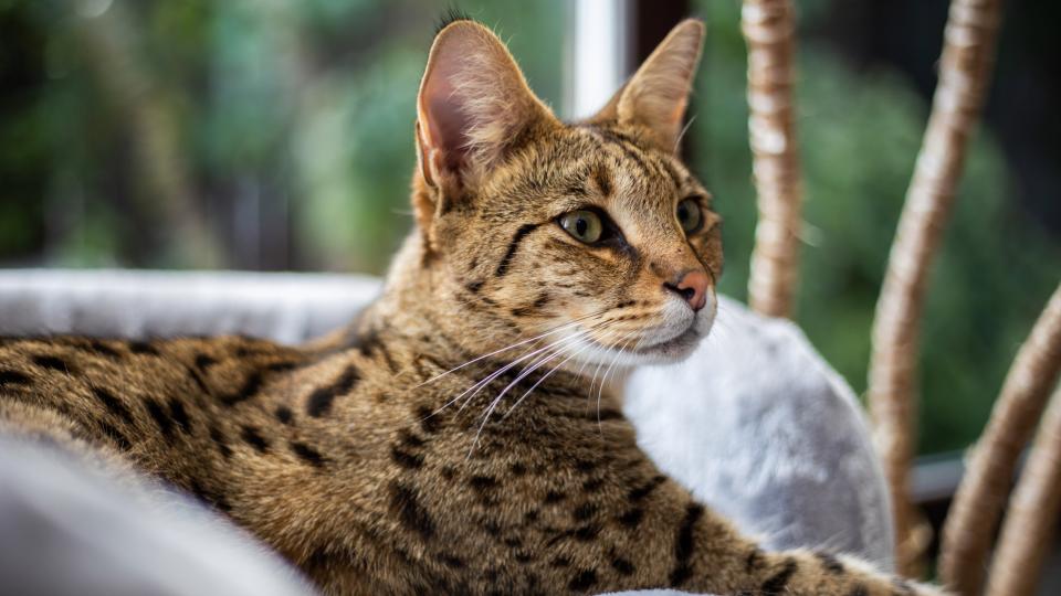 Savannah cat sits on a pedestal pillow against a background of greenery