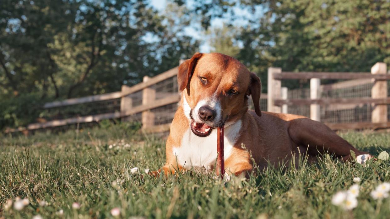 happy dog with chew stick lying in grass outside