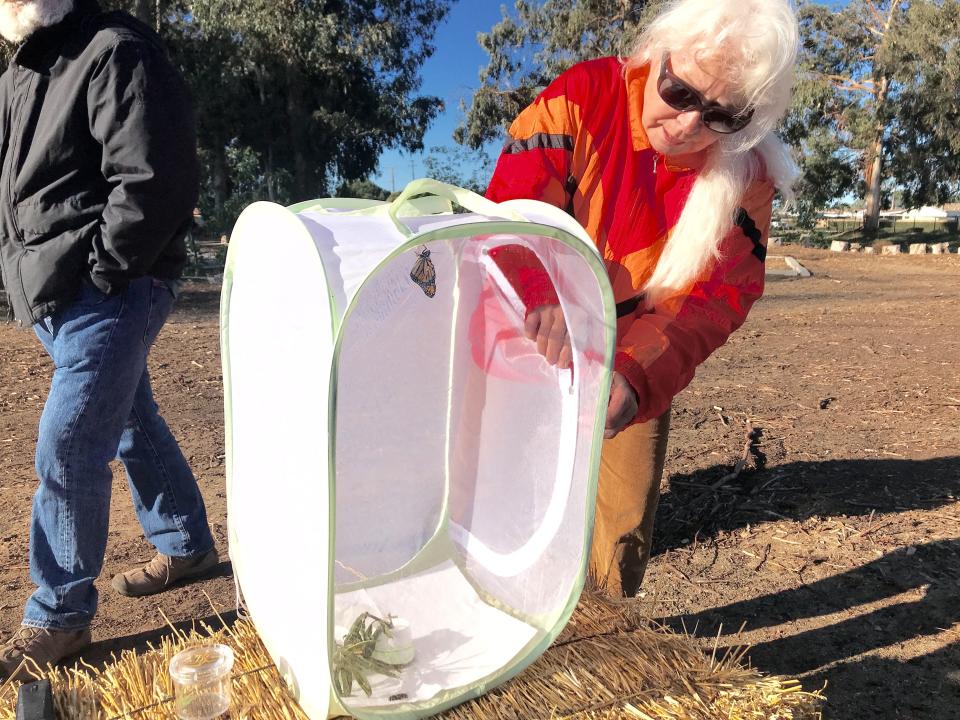 Nancy Cozza, president of the Huenemean Bohemian Artist Melting Pot Ministry, gets ready to release a monarch butterfly she raised at home.