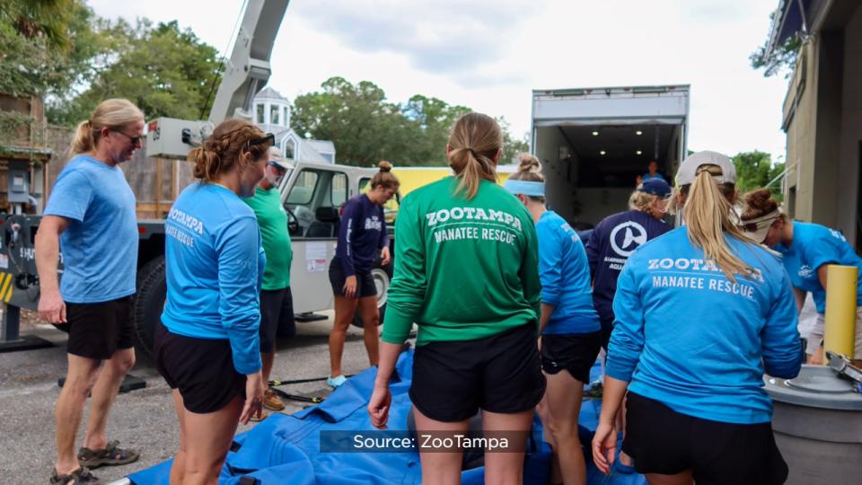 SeaWorld officials said the Columbus Zoo and Aquarium, Cincinnati Zoo & Botanical Garden, ZooTampa at Lowry Park and SeaWorld Orlando have partnered for several years to rehabilitate the eight orphaned manatees.