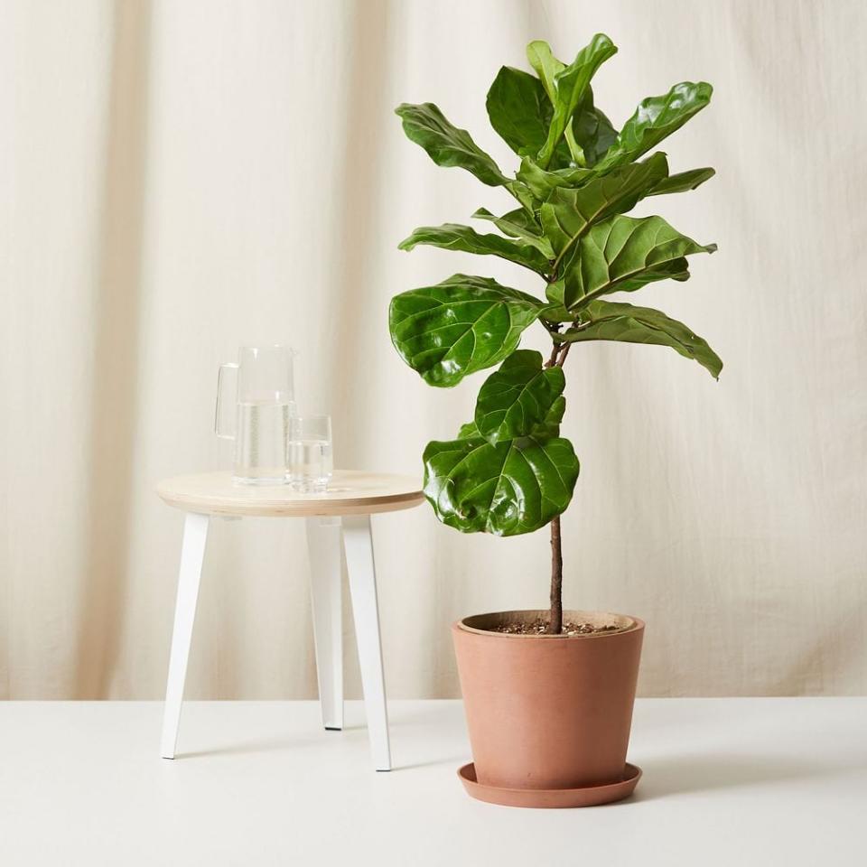 4) Live Fiddle Leaf Tree w/ Planter