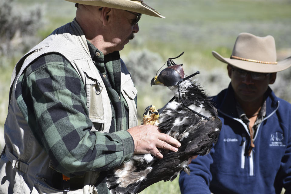 Eagle researcher Charles "Chuck" Preston carries a young golden eagle that was temporarily removed from its nest as part of research related to long-term population studies of the birds, on Wednesday, June 15, 2022 near Cody, Wyo. Preston and other researchers are trying to find ways to reduce golden eagle deaths from collisions with wind turbines. (AP Photo/Matthew Brown)