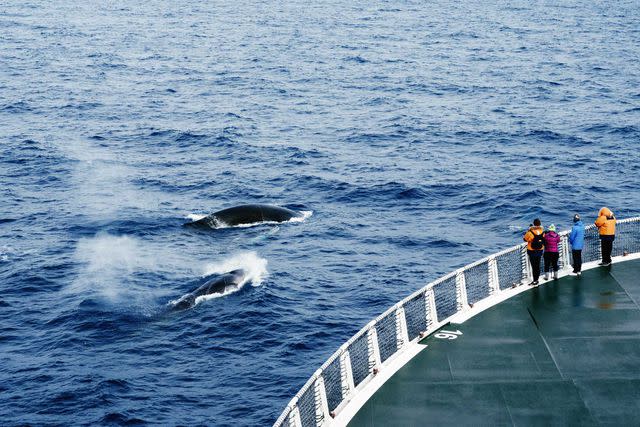 <p>Carol Sachs</p> Humpback whales swim alongside the ship.