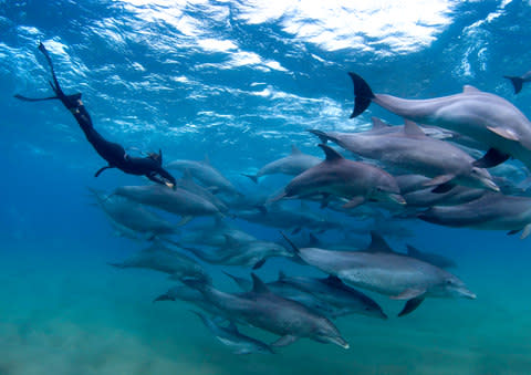 Michelle Jana Chan dives with dolphins - Credit: PETER MARSHALL/I AM WATER/Photographer: Allen D. Walker