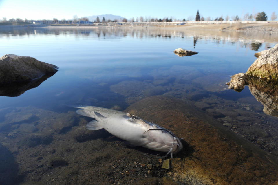 CORRECTS SPELLING OF OXYGEN - In this Wednesday, Jan. 14, 2014 photo, a dead cat fish lies on the east shore of the Sparks Marina in Sparks, Nev. As many as 100, 000 trout, catfish, and bass have died due to low oxygen levels in the lake, according to the Nevada Department of Wildlife. (AP Photo/The Reno Gazette-Journal, Andy Barron) NO SALES; NEVADA APPEAL OUT; SOUTH RENO WEEKLY OUT