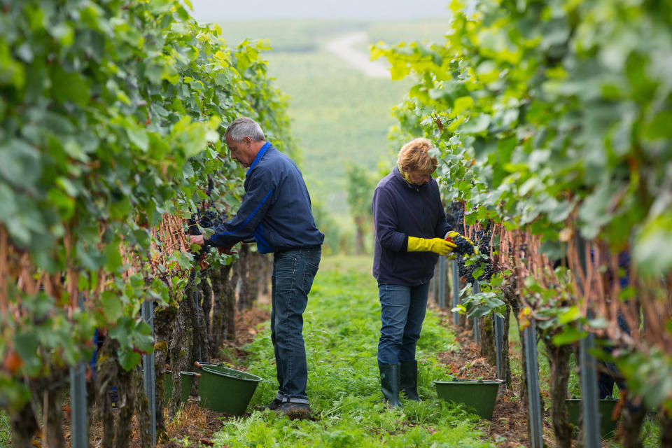 Grape pickers work in the vineyard&nbsp;during the pinot noir harvest.