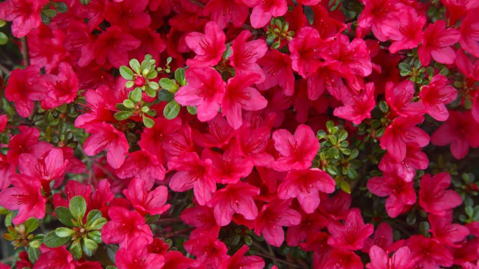 plants harmful to dogs azalea