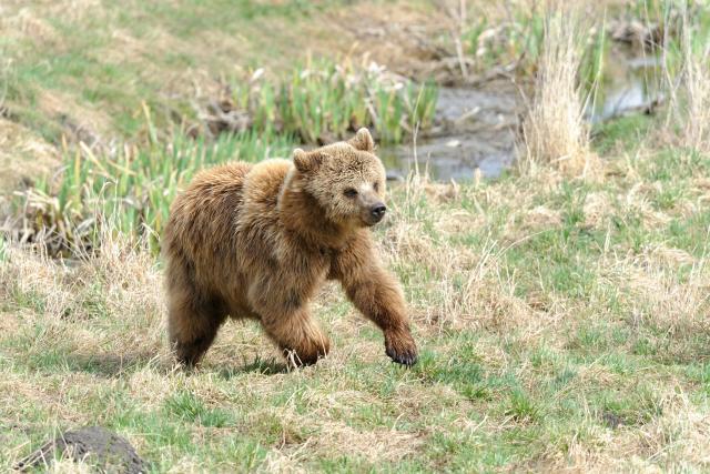 How Fast Can a Bear Run? + What to Do in a Bear Encounter