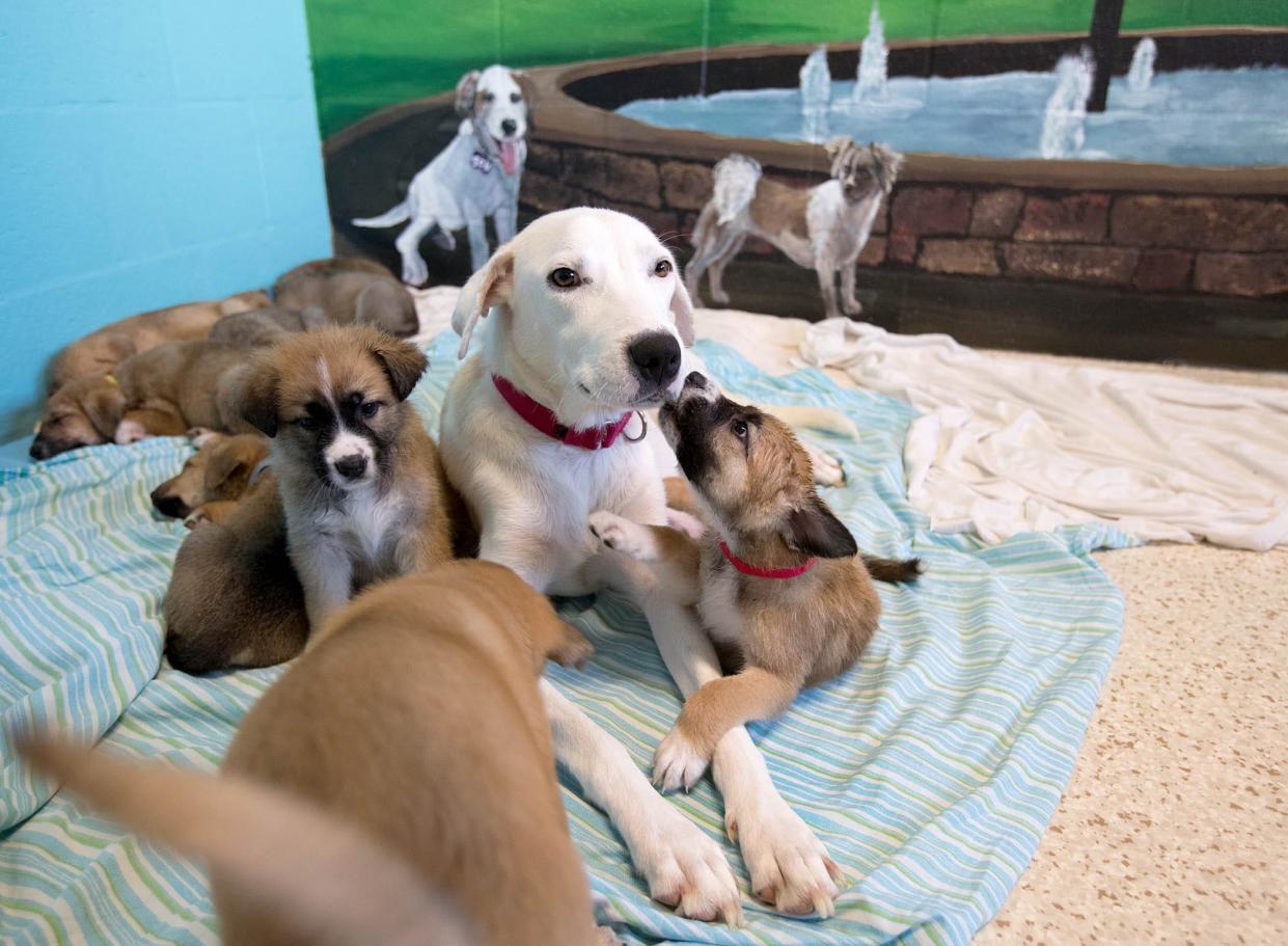 Summer, a lab mix, plays with her nine puppies in the new bunkrooms at Big Dog Ranch Rescue. BDRR has started opening buildings at its new facility in Loxahatchee Groves, Florida on July 15, 2017.  (Allen Eyestone / The Palm Beach Post)