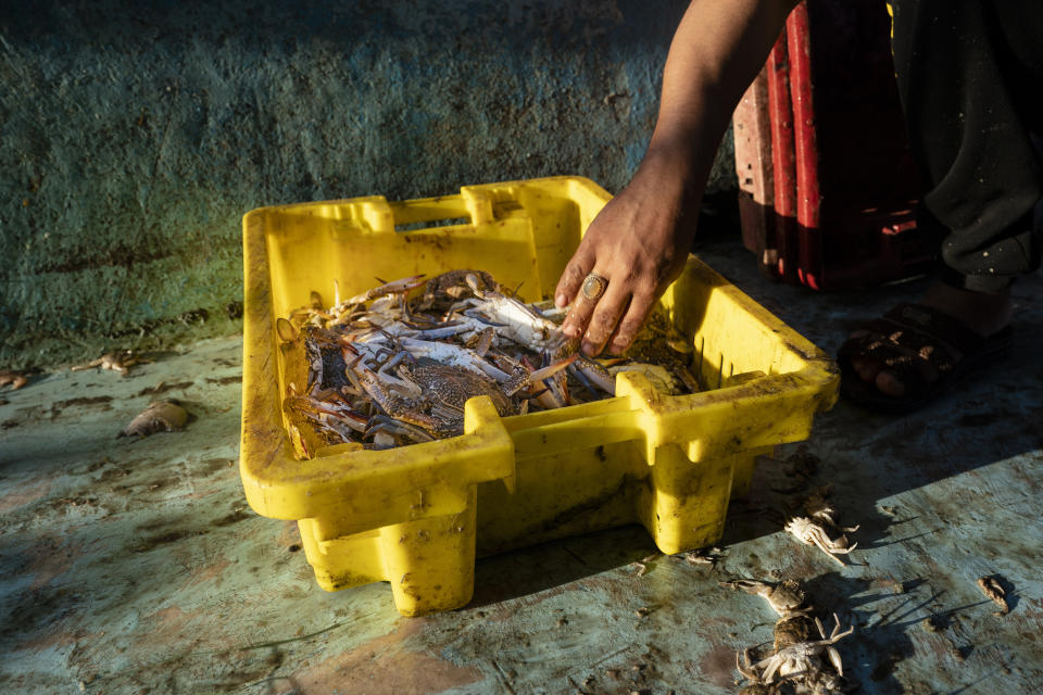 A fisherman sorts crabs on deck before delivering the haul to market after a limited number of boats were allowed to return to the sea following a cease-fire reached after an 11-day war between Hamas and Israel, in Gaza City, Sunday, May 23, 2021. (AP Photo/John Minchillo)