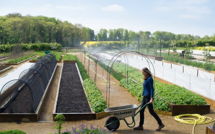 Productive raised beds at Soho Farmhouse - Credit: Mark Diacono