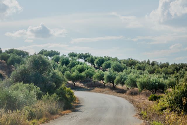 <p>Margarita Nikitaki</p> A road through the olive groves of Messinia.