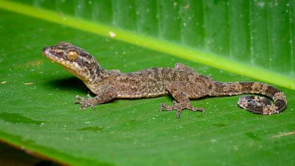 PHOTO: Cyrtodactylus rukhadeva (Thai National Parks)