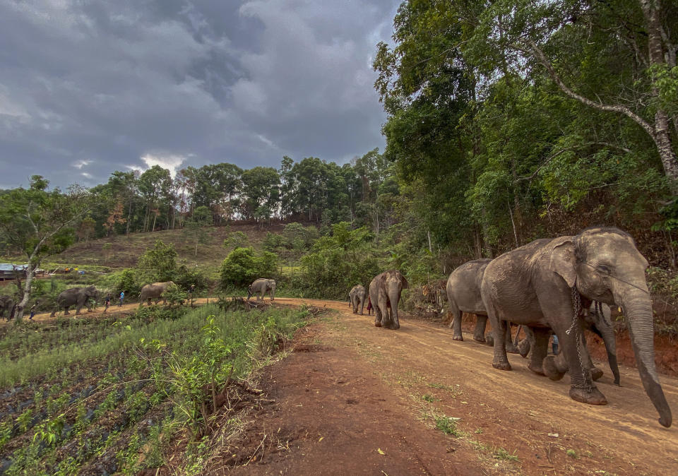 En esta foto del 30 de abril de 2020 distribuida por la Fundación Salvar al Elefante, una manada de 11 elefantes con sus guías realizan un viaje de 150 kilómetros de Mae Wang a Ban Huay, Tailandia. La fundación ayuda a los elefantes que se han quedado sin trabajo debido al coronavirus a regresar de los parques santuario a sus hábitat naturales. (Save Elephant Foundation via AP)