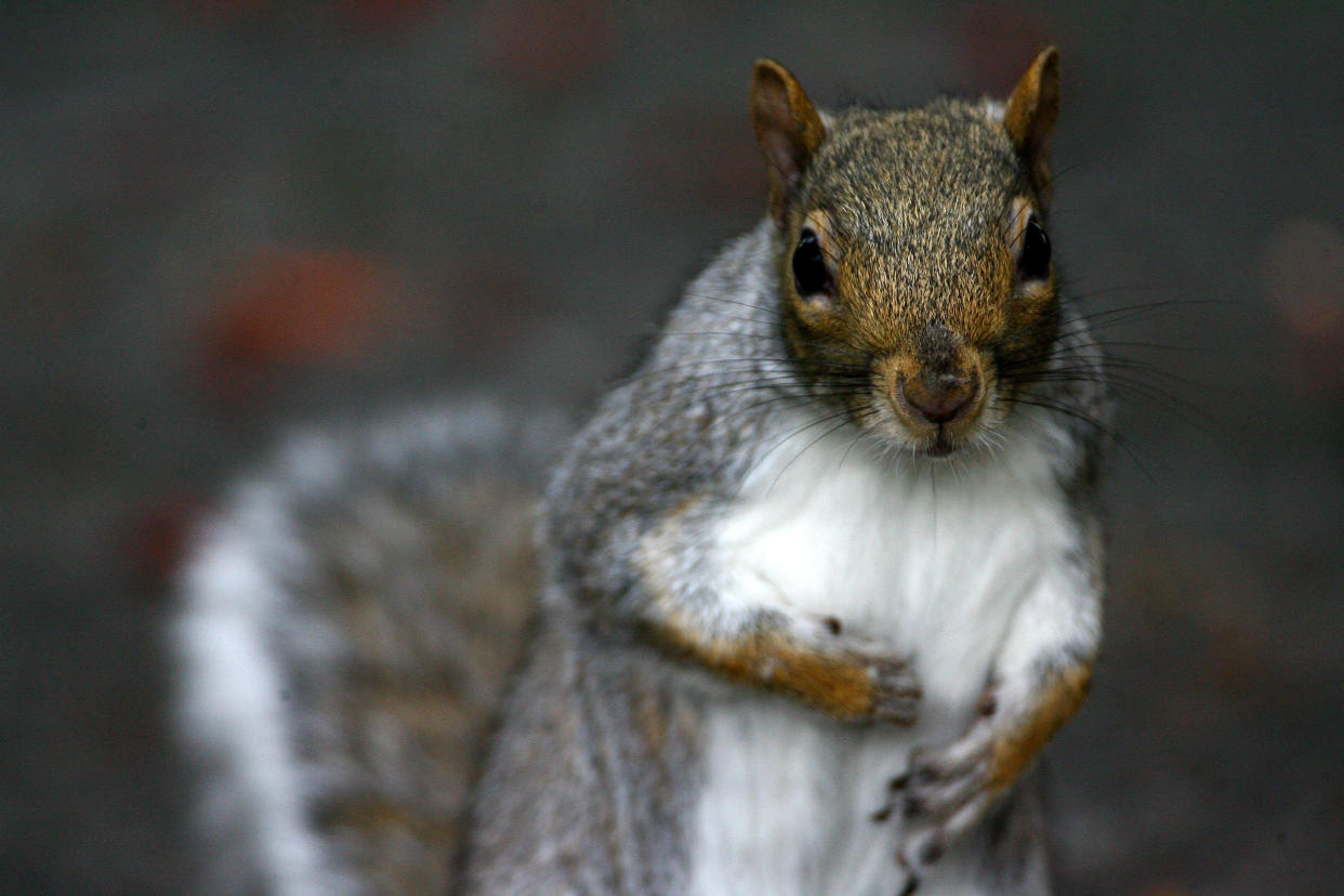 Wildlife charities want the government to save Britain’s grey squirrels (Picture: SWNS)