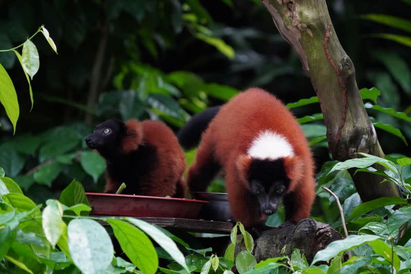 Red Ruffed lemur twins, born in February, are seen at the Singapore Zoo