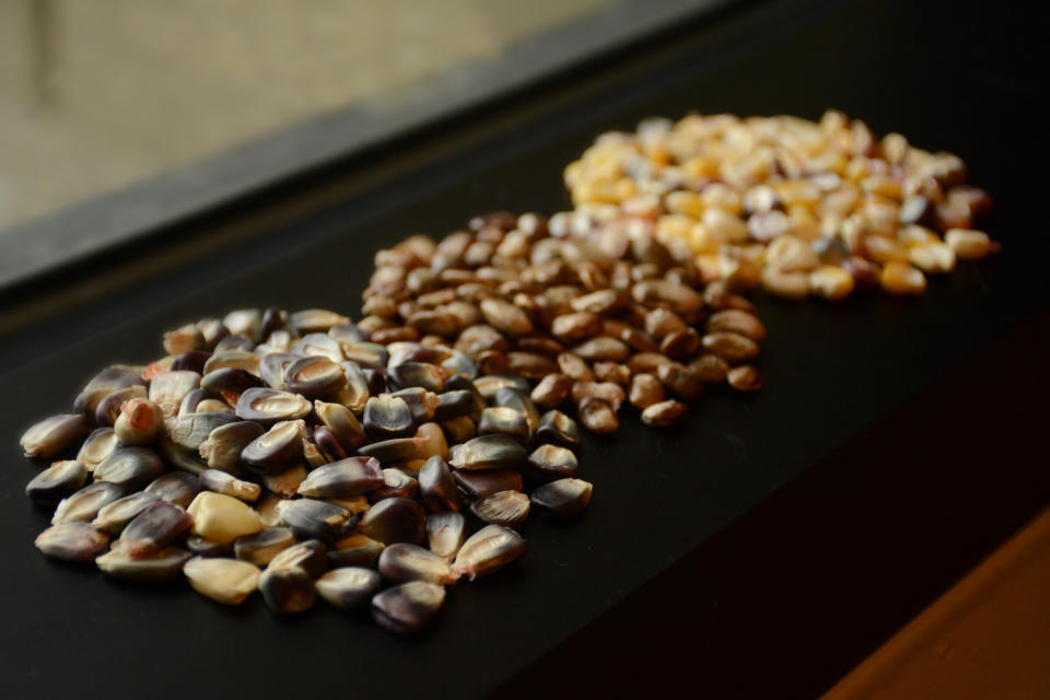 Cherokee Nation seeds destined for the Svalbard Global Seed Vault. (Photo: Cherokee Nation)