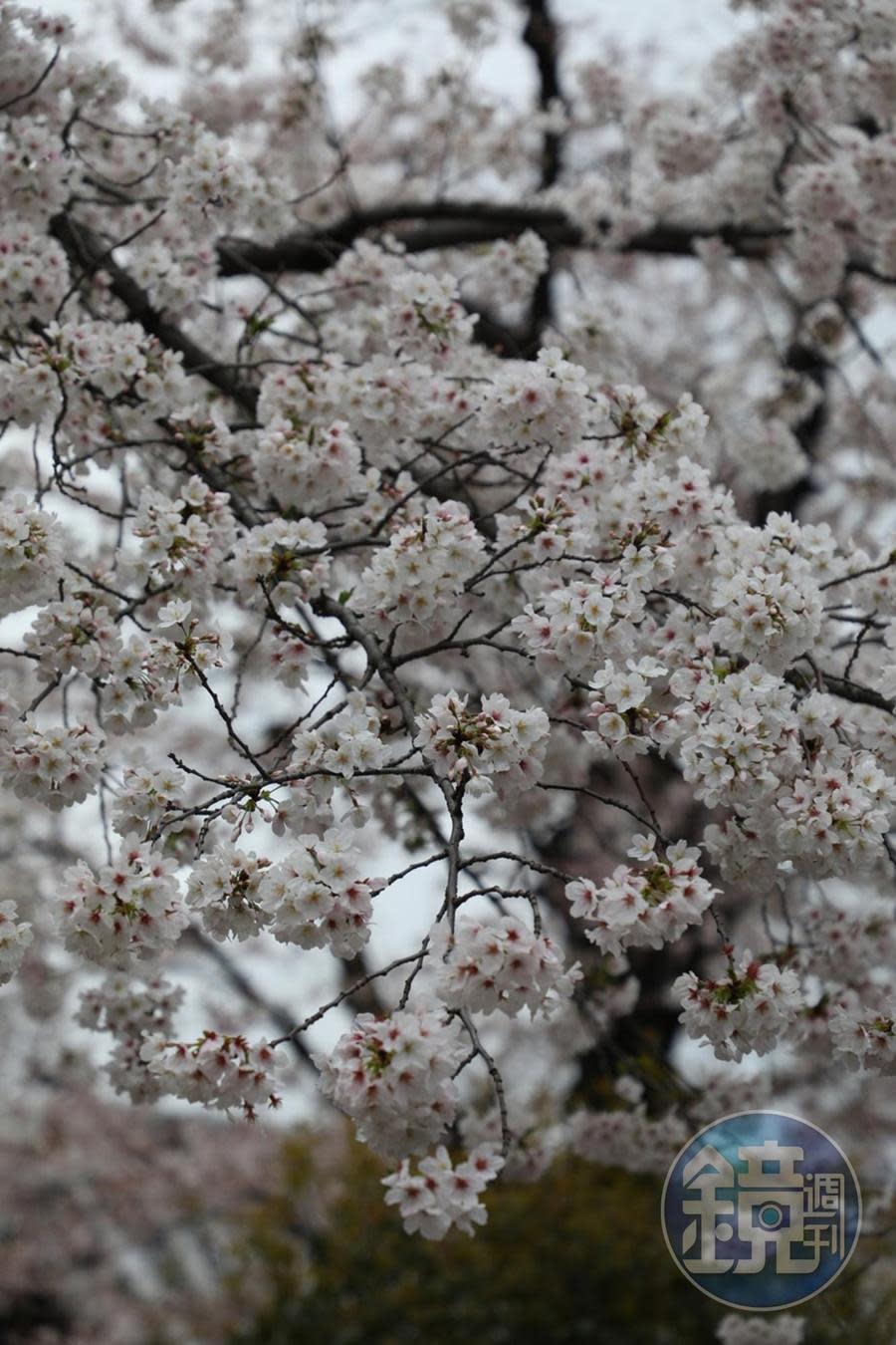 今年日本櫻花季整體提早。