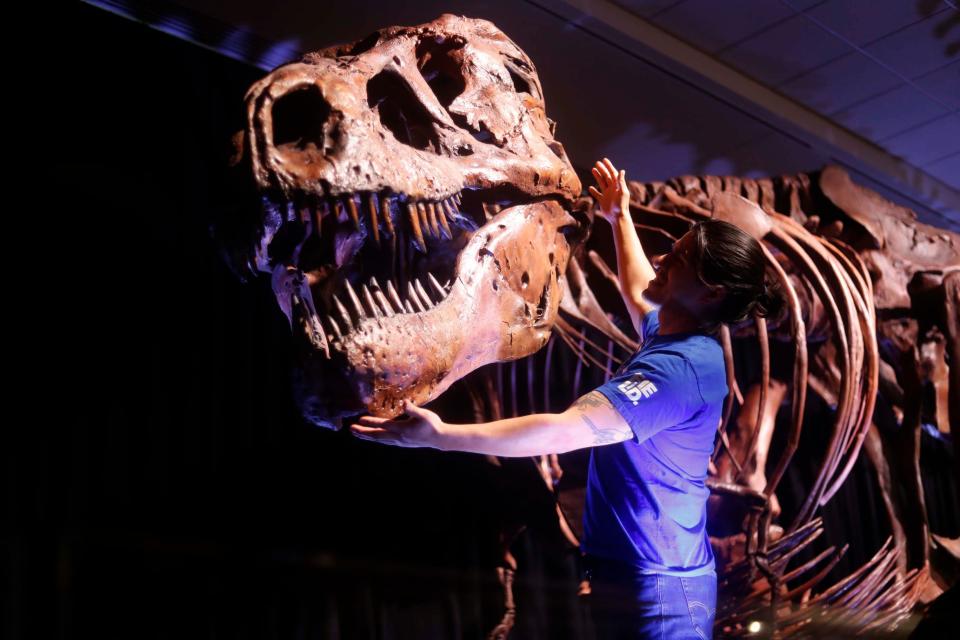 Conrad Canedo shows the size of the 2-ton skull of T. Rex Sue on Thursday, Feb. 8, 2024, at the Memphis Museum of Science and History. “Sue: The T. Rex Experience” is on display through May 12, 2024 at the Memphis Museum of Science and History. The focal point of the exhibit is a replica of Sue, the largest and most complete specimen of a Tyrannosaurus rex ever discovered.