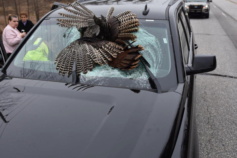 In this Tuesday, March 28, 2017 photo, a dead turkey remains lodged in the windshield of an SUV after it collided with the vehicle near Rolling Prairie, Ind. (Capt. Michael Kellems/LaPorte County Sheriff's Office via AP)