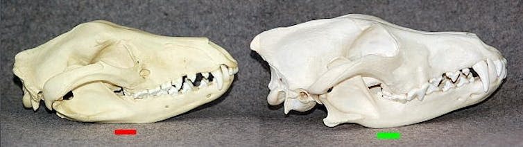 <span class="caption">Skulls of the marsupial thylacine (left) and placental wolf (right) show striking convergence, despite evolving apart on different continents.</span>