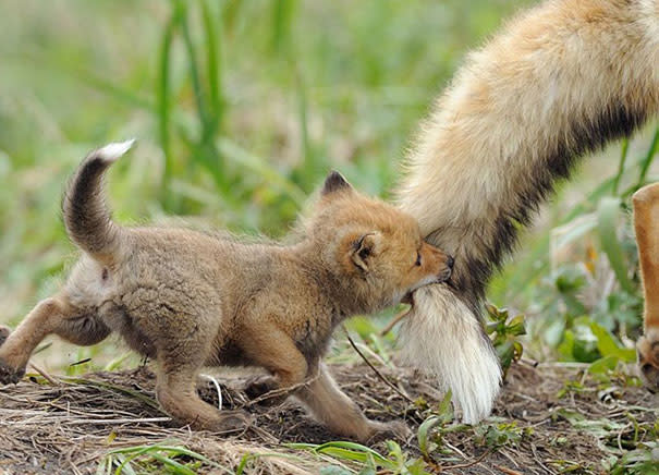 Süß, knuffig und frech: Die niedlichsten Tierbabys der Welt