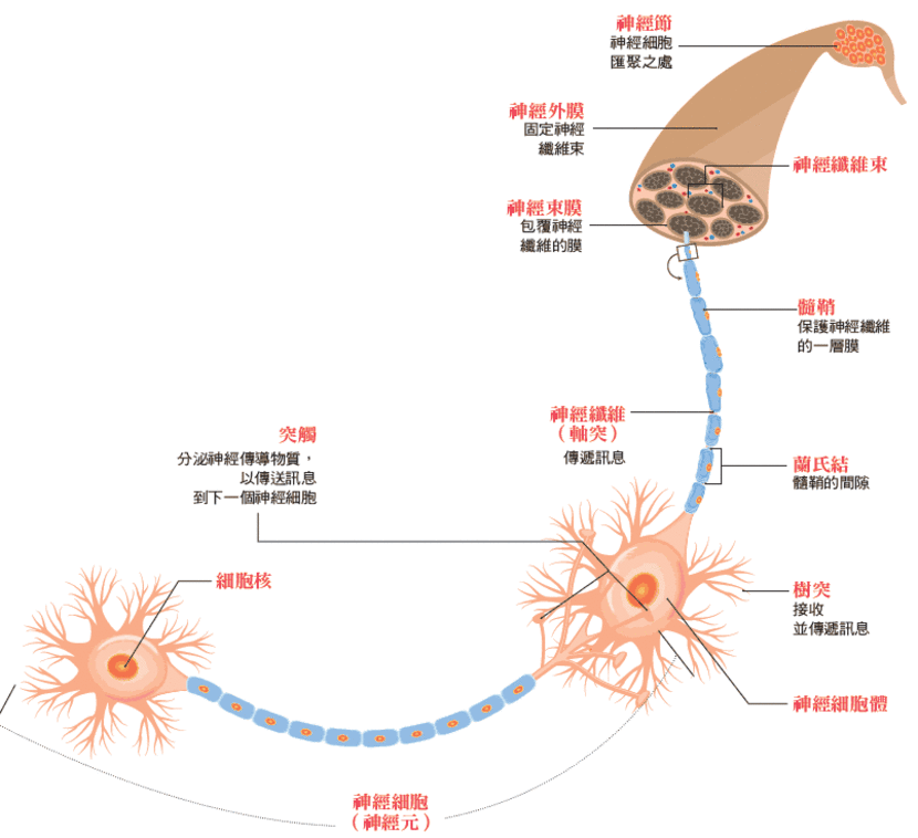 腦神經