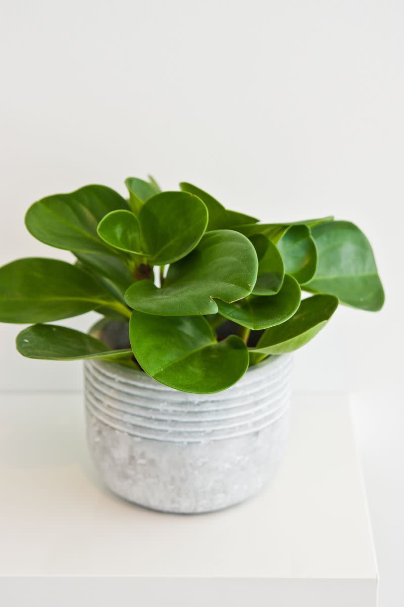 8) Peperomia