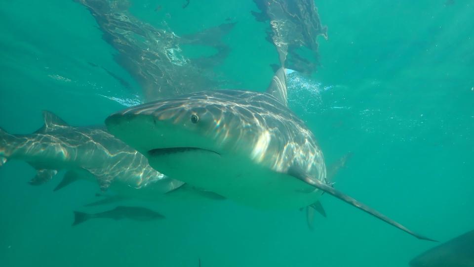 Bull Shark