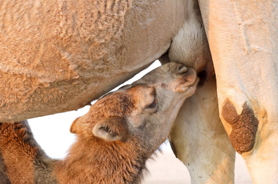 Israel, Negev Desert, a female Arabian camels (Camelus dromedarius) feeds her new born offspring.
