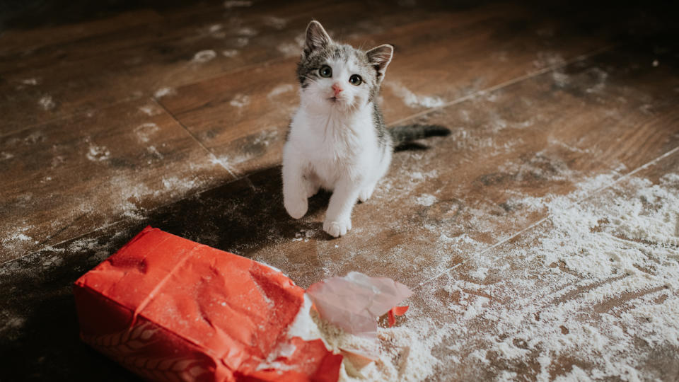 Cat sat by a spilled sack of sugar